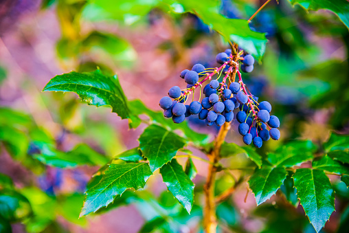 Mahonia aquifolium (Oregon-grape or Oregon grape), blue fruits in the garden