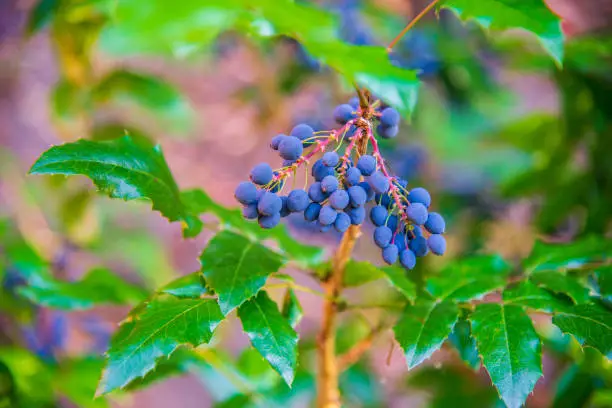 Blue berries of Mahonia aquifolium. Oregon-grape or Oregon grape. Natural wallpaper