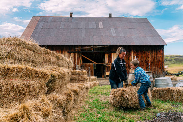 Ranching Mother and Young Pre-Teen Son Working Together to Lift and Stack Bales of Hay on a Small Town Family-Owned Ranch in Colorado, USA stock photo