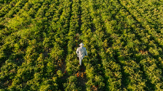 Aerial view of stylishly dressed man walking in tomato field, He walks through crops in tomato field and inspects harvest, field rich man, rich man in white suit, lonely man in the middle of the field and nature