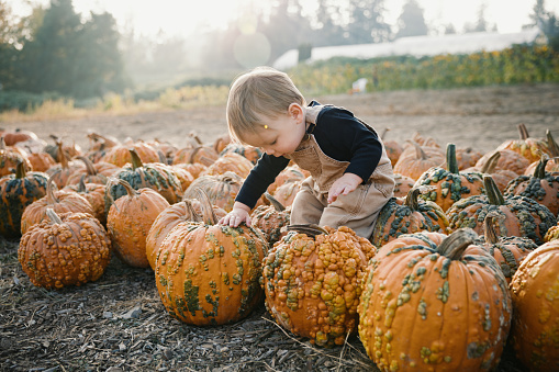 A toddler aged Caucasian boy sits on top of some pumpkins, enjoying the Autumn sunlight.  Shot in Washington state, USA.