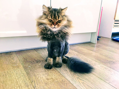 A Minuet or Napoleon cat is a cross between a Persian and a Munchkin cat. Munchkin's are known for their long bodies and short legs. Here's a Minuet cat with his summer lion cut to help keep him cool.