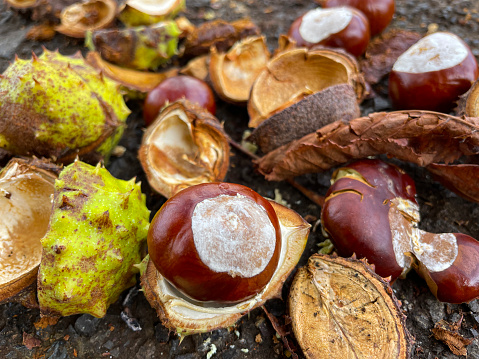 Stock photo showing close-up, elevated view of tarmac covered in fallen European horse chestnut seeds from tree (Aesculus hippocastanum). This Autumnal fruit is often used to play game of conkers or collected for it's scent to be used as a spider deterrent.