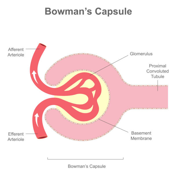 illustrazioni stock, clip art, cartoni animati e icone di tendenza di il corpuscolo renale o struttura della capsula di bowman - glomerulus