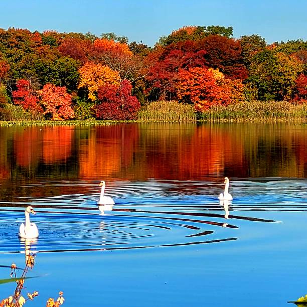 Autumn time swans swimming in the lake