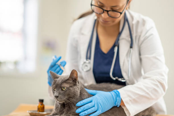 istock Veterinarian Giving a Cat a Vaccination 1435341624