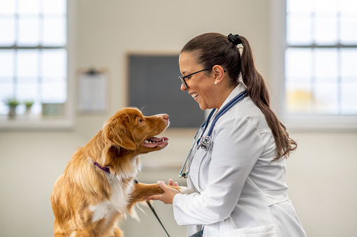 A female Veterinarian  holds out her hand as she shakes the paw of her furry patient.  She is professionally dressed in a white lab coat and is smiling at the golden dog.