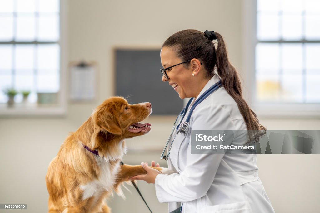 Shaking a Paw A female Veterinarian  holds out her hand as she shakes the paw of her furry patient.  She is professionally dressed in a white lab coat and is smiling at the golden dog. Pets Stock Photo