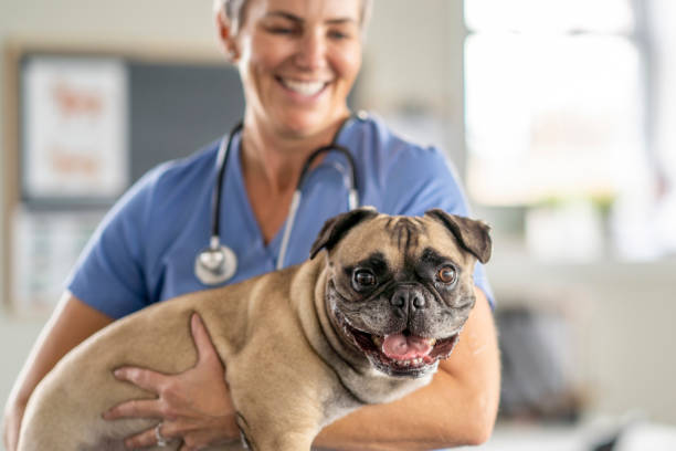 istock Female Veterinarian Holding a Dog 1435341642