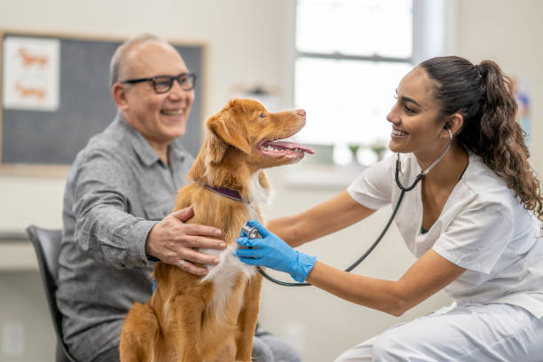istock Owner Making a Veterinarian Visit with His Pet 1435341649