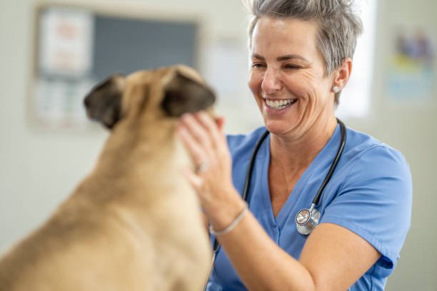 istock Veterinarian Rewarding a Dog at an Appointment 1435341663