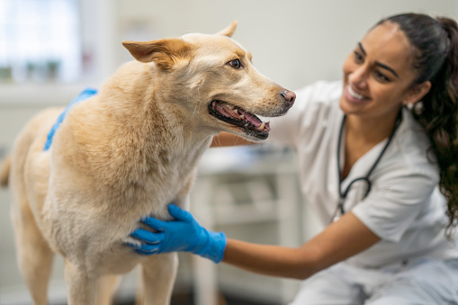 A young female Veterinarian bends down to say hello to her senior male canine patient.  She is dressed professionally in white scrubs as she strikes the dog and talks to him to make sure he is calm and content for the appointment.