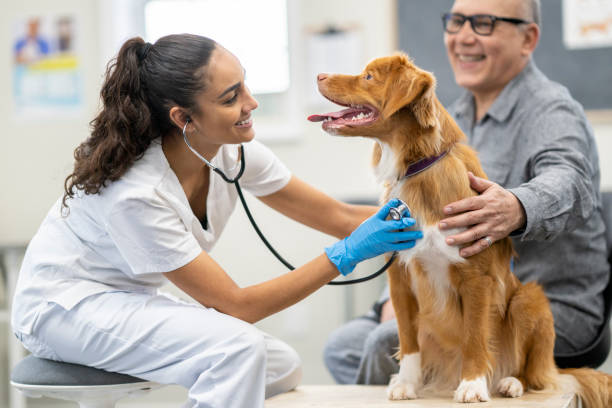 istock Owner Making a Veterinarian Visit with His Pet 1435341676