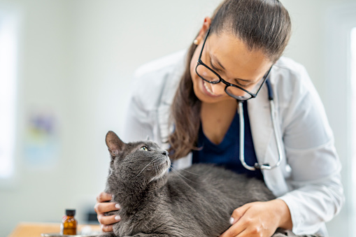 A female Veterinarian gently strokes a grey cat as she comforts him during an appointment.  She is dressed professionally in blue scrubs and a white lab coat, and the cat appears content.