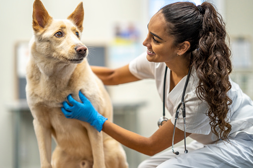 A young female Veterinarian bends down to say hello to her senior male canine patient.  She is dressed professionally in white scrubs as she strikes the dog and talks to him to make sure he is calm and content for the appointment.