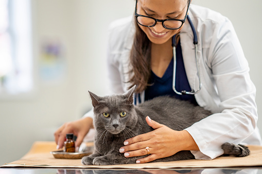 A female Veterinarian  prepares a vaccination for her feline friend.  She is dressed professionally in white scrubs and is smiling at the cat as she strokes his fur to comfort him before the injection.