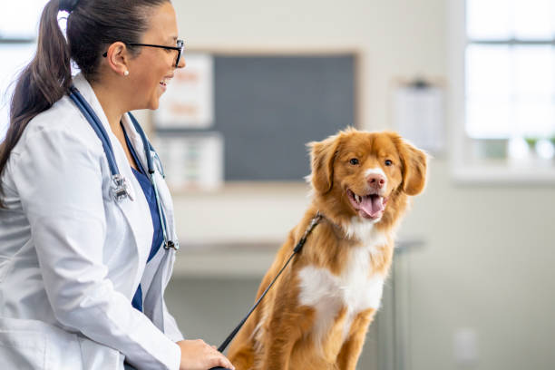 istock Veterinarian and a Dog Portrait 1435341713