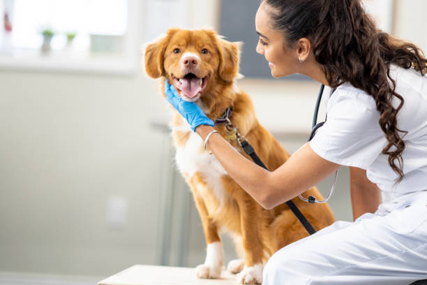 istock Veterinarian Talking to a Dog 1435341715