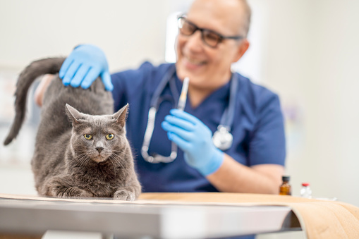 A senior male Veterinarian  prepares a vaccination for his feline friend.  He is dressed professionally in blue scrubs and is smiling at the cat as he strokes his back to comfort him before the injection.