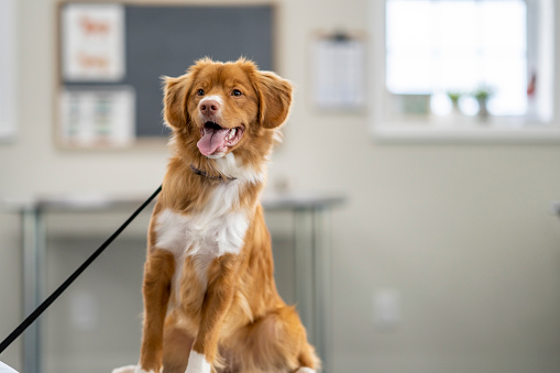 A beautiful White and Golden colored dog, sits up tall on an examination table at the Veterinarian's, as she poses for a portrait.  He appears content and has his tongue out with a grin.