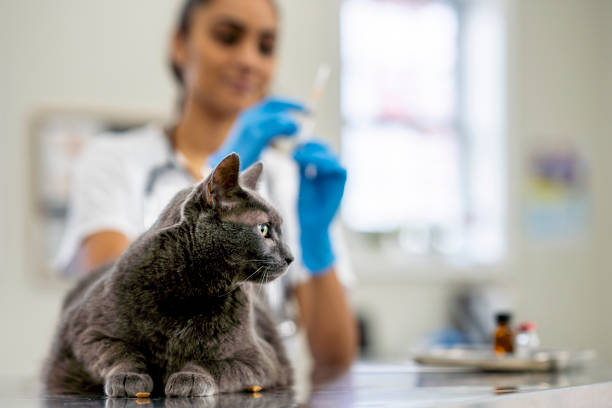 istock Veterinarian Preparing to Give a Cat a Vaccination 1435341745