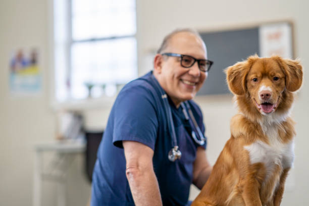 istock Veterinarian and a Dog Portrait 1435341748