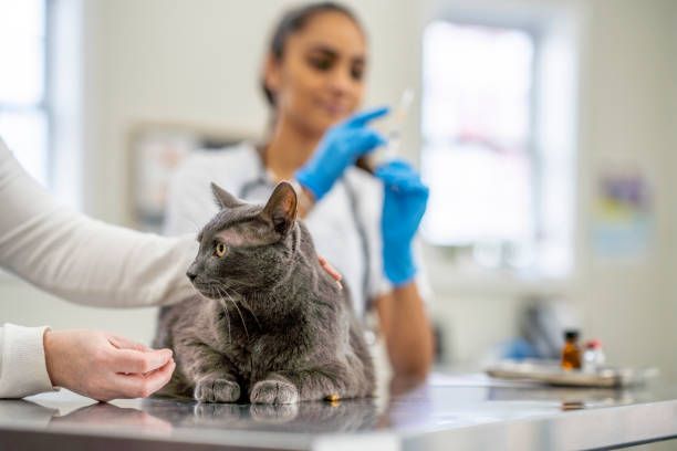 istock Veterinarian Preparing to Give a Cat a Vaccination 1435341762
