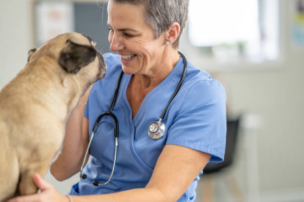 istock Veterinarian Rewarding a Dog at an Appointment 1435341768