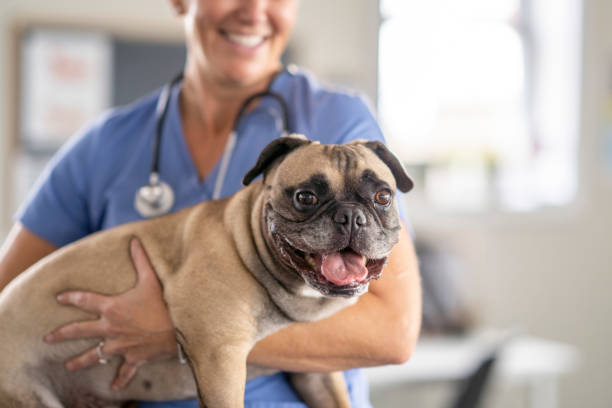 istock Female Veterinarian Holding a Dog 1435341770