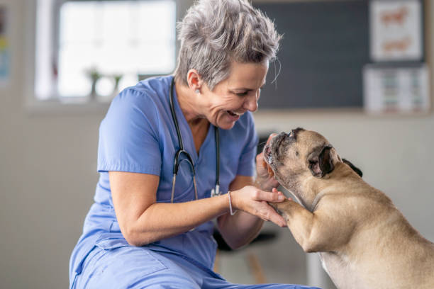 istock Veterinarian Rewarding a Dog at an Appointment 1435341773