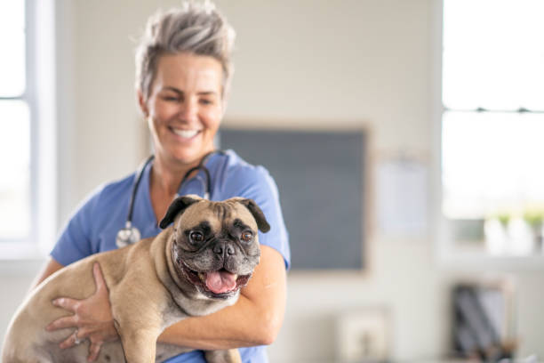 istock Female Veterinarian Holding a Dog 1435341774