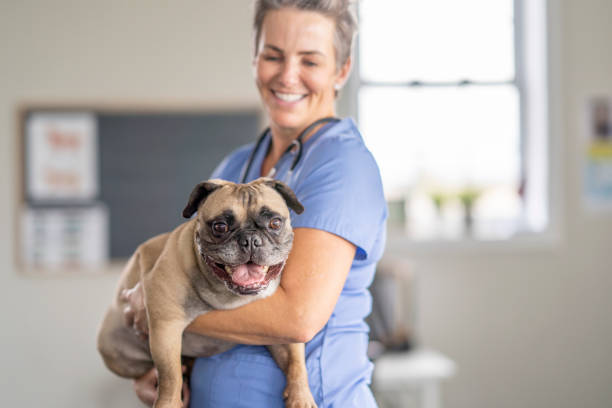 istock Female Veterinarian Holding a Dog 1435341778