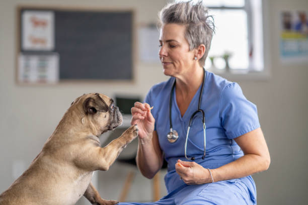 istock Veterinarian Rewarding a Dog at an Appointment 1435341782