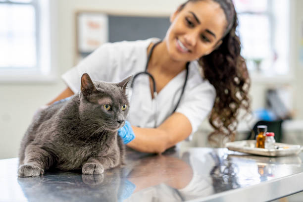 istock Veterinarian Rewarding a Cat at an Appointment 1435341783
