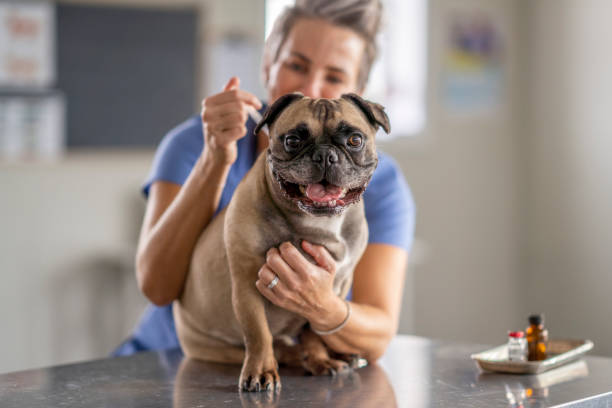 Veterinarian Giving a Dog a Vaccination