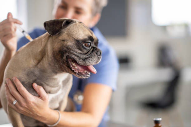 istock Veterinarian Giving a Dog a Vaccination 1435341797