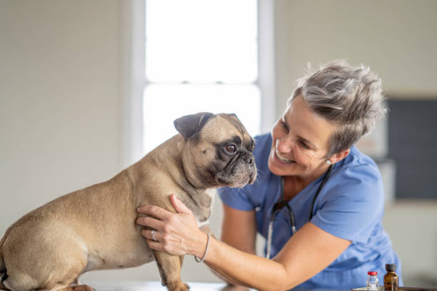 istock Veterinarian Comforting a Dog 1435341800