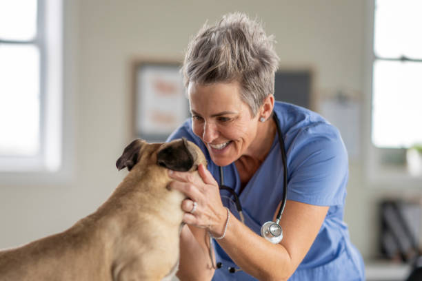 istock Veterinarian Comforting a Dog 1435341801