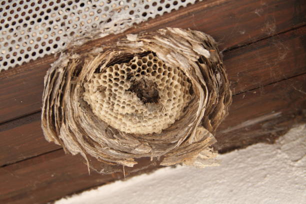 an old wasp nest an old wasp nest under a house roof beeswax wrap stock pictures, royalty-free photos & images