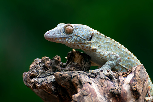 Close up photo of the tokay gecko (Gekko gecko) in Jakarta, Jakarta, Indonesia