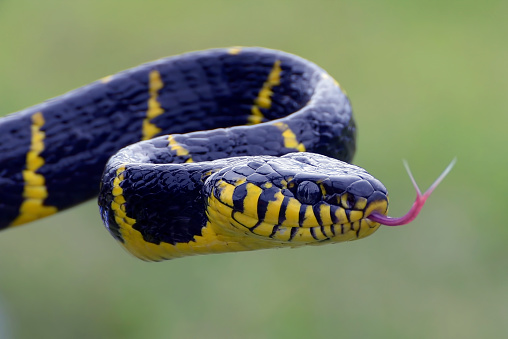 Gold-ringed cat snake trying to attack in Jakarta, Jakarta, Indonesia