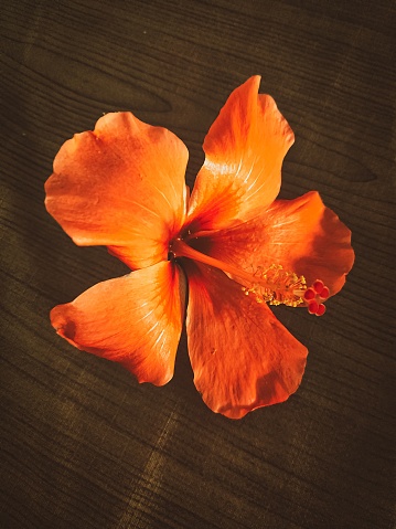 Orange color hibiscus flower