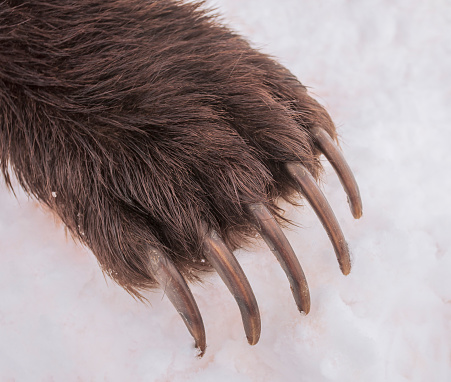 Powerful long sharp claws on the front paw of brown bear.  Grizzly's right front paw in close-up on spring snow. Forelimb of brown Kamchatka bear after hunting.