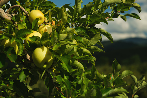 Close up shot of green apples on the branch in an apple farm.