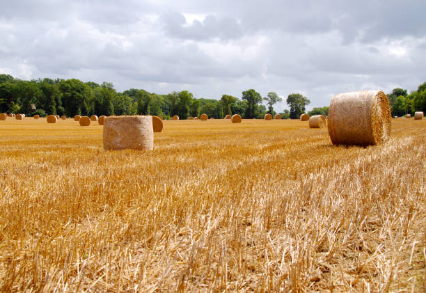 dry field after harvest with rolls of hay waiting for storage