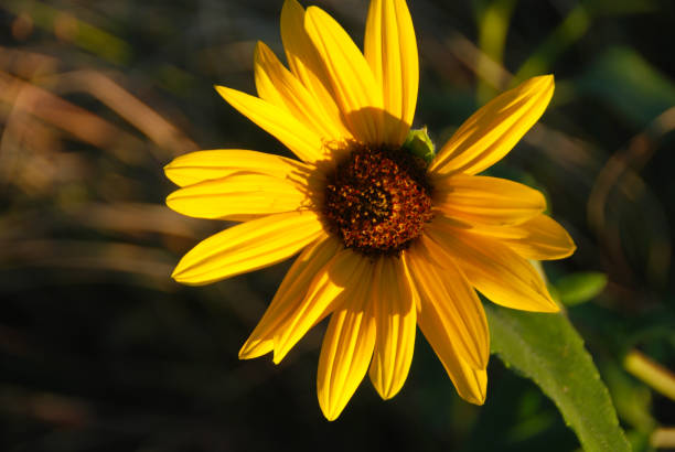small sunflower reaching for the sun