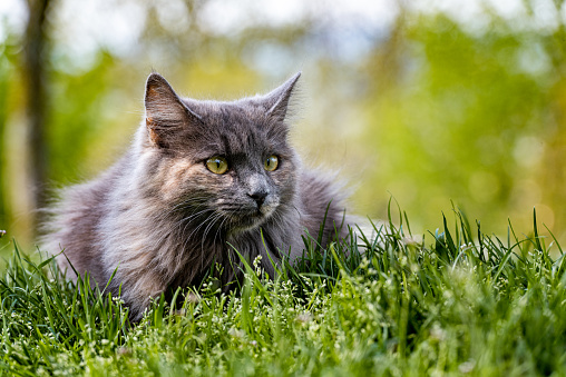 blue tabby maine coon cat on the move in the back yard looking at camera surrounded by yellow flowers on the lawn