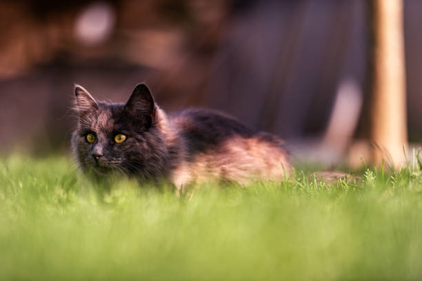 gatto britannico a pelo lungo che giace in un'erba in un giorno di primavera soleggiata - inglese a pelo lungo foto e immagini stock