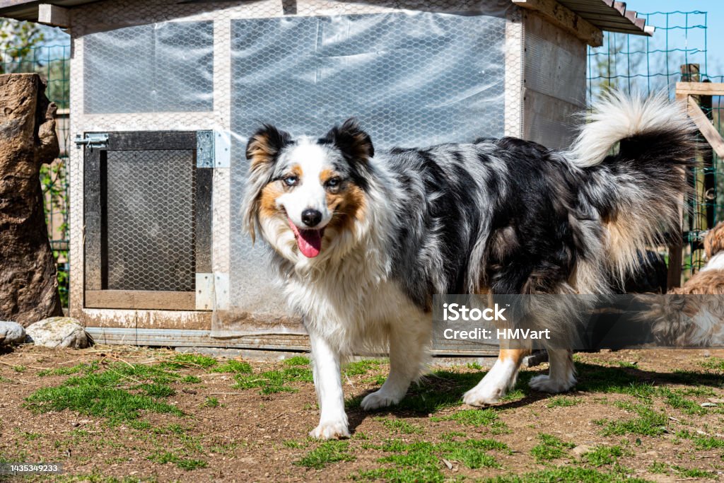Border Collie on the Farm Have Everything Under Control Animal Stock Photo