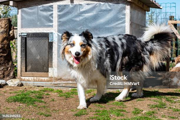 Border Collie On The Farm Have Everything Under Control Stock Photo - Download Image Now